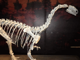 Plateosaurus skeleton at the Dinosaur Age exhibition at the Third Floor of the Naturalis Biodiversity Center