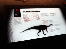 Explanation on the Plateosaurus at the Dinosaur Age exhibition at the Third Floor of the Naturalis Biodiversity Center