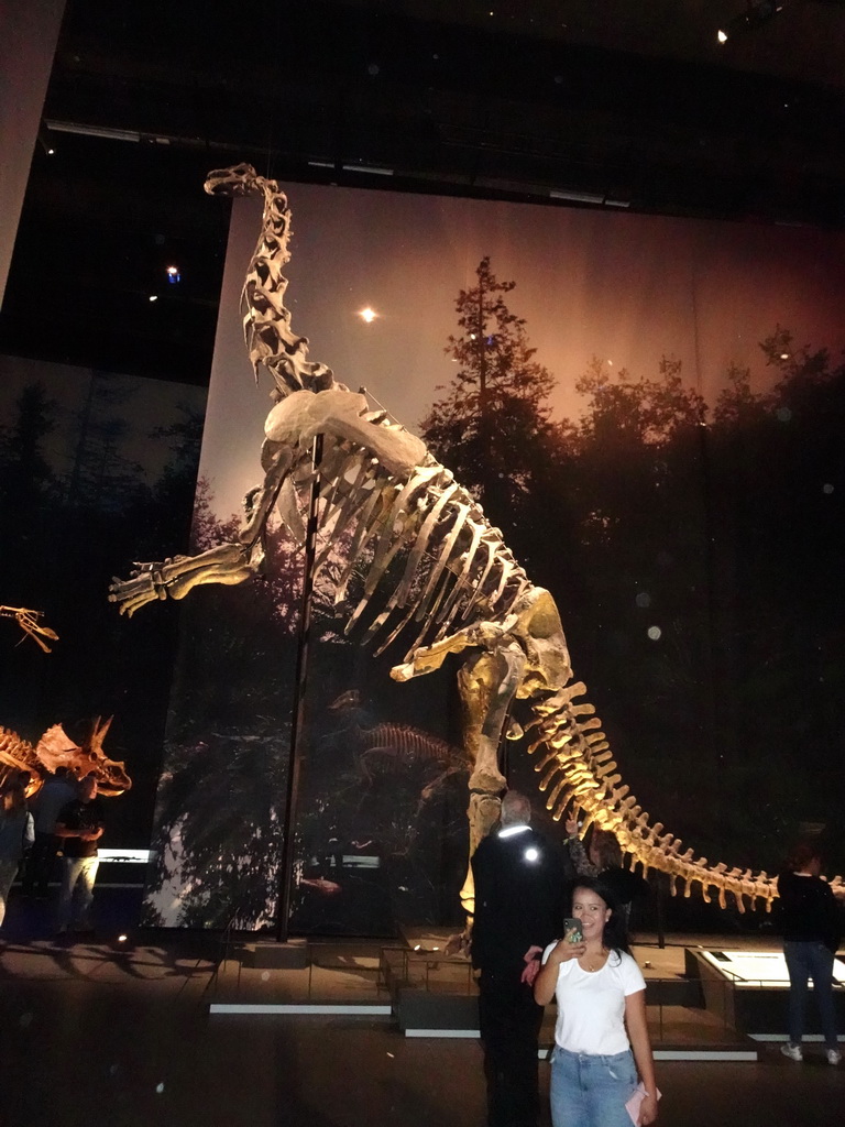 Diplodocus skeleton at the Dinosaur Age exhibition at the Third Floor of the Naturalis Biodiversity Center