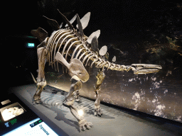 Stegosaurus skeleton at the Dinosaur Age exhibition at the Third Floor of the Naturalis Biodiversity Center, with explanation