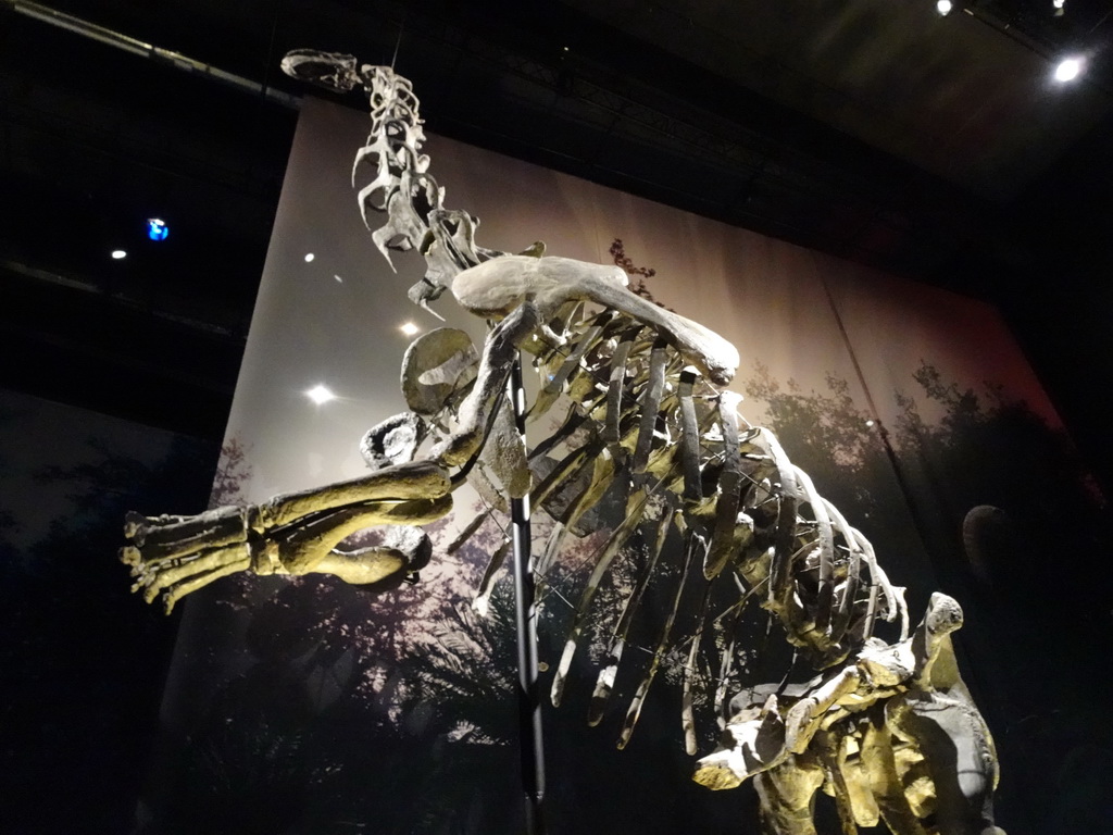 Diplodocus skeleton at the Dinosaur Age exhibition at the Third Floor of the Naturalis Biodiversity Center