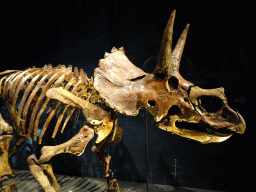 Triceratops skeleton at the Dinosaur Age exhibition at the Third Floor of the Naturalis Biodiversity Center