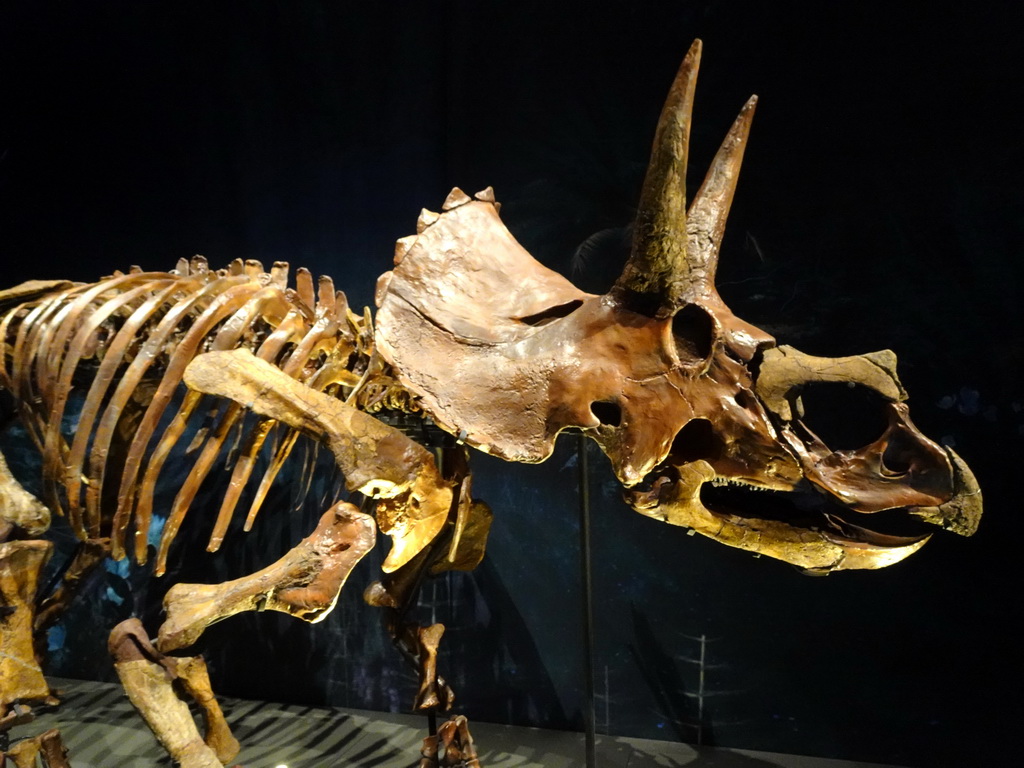 Triceratops skeleton at the Dinosaur Age exhibition at the Third Floor of the Naturalis Biodiversity Center