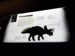 Explanation on the Triceratops at the Dinosaur Age exhibition at the Third Floor of the Naturalis Biodiversity Center