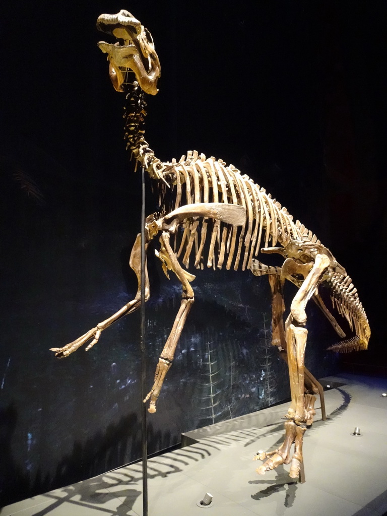 Dinosaur skeleton at the Dinosaur Age exhibition at the Third Floor of the Naturalis Biodiversity Center
