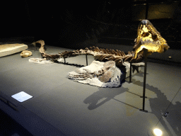 Mosasaurus skeleton at the Dinosaur Age exhibition at the Third Floor of the Naturalis Biodiversity Center