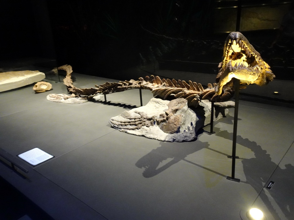 Mosasaurus skeleton at the Dinosaur Age exhibition at the Third Floor of the Naturalis Biodiversity Center