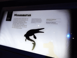 Explanation on the Mosasaurus at the Dinosaur Age exhibition at the Third Floor of the Naturalis Biodiversity Center
