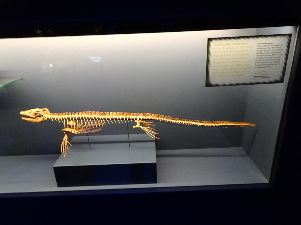 Dutch Mosasaurus skeleton at the Dinosaur Age exhibition at the Third Floor of the Naturalis Biodiversity Center, with explanation