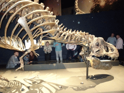 Tyrannosaurus Rex `Trix` skeleton at the Dinosaur Age exhibition at the Third Floor of the Naturalis Biodiversity Center