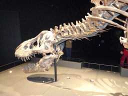 Tyrannosaurus Rex `Trix` skeleton at the Dinosaur Age exhibition at the Third Floor of the Naturalis Biodiversity Center