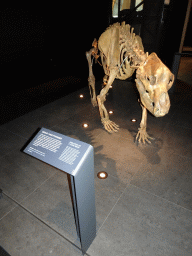 Cave Bear skeleton at the Ice Age exhibition at the Fifth Floor of the Naturalis Biodiversity Center, with explanation