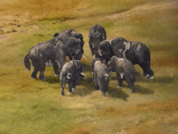 Bison statuettes at the Ice Age exhibition at the Fifth Floor of the Naturalis Biodiversity Center