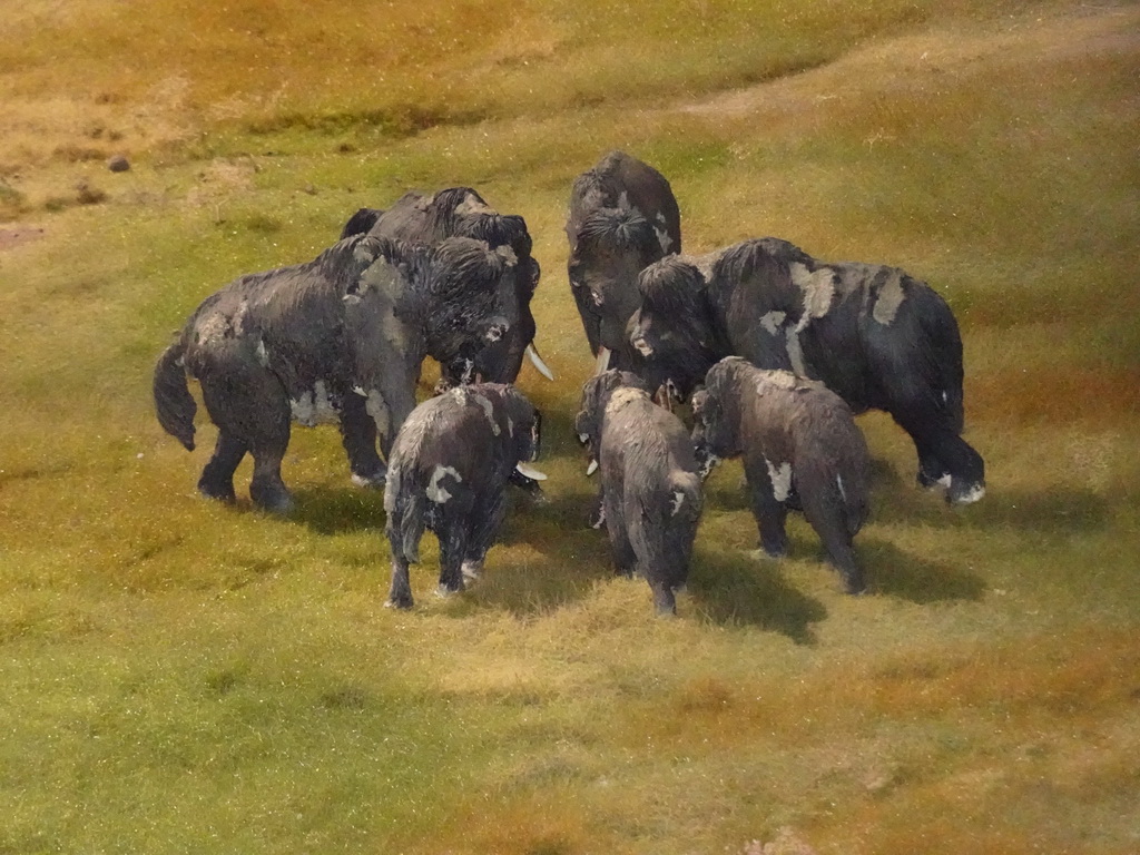 Bison statuettes at the Ice Age exhibition at the Fifth Floor of the Naturalis Biodiversity Center