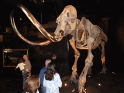 Mammoth skeleton at the Ice Age exhibition at the Fifth Floor of the Naturalis Biodiversity Center, with explanation