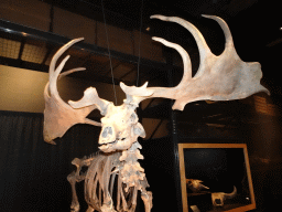 Giant Deer skeleton at the Ice Age exhibition at the Fifth Floor of the Naturalis Biodiversity Center