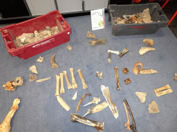 Dinosaur bones at the Workshop at the Fifth Floor of the Naturalis Biodiversity Center