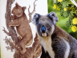 Wallpaper of a Koala at the restaurant at the Ground Floor of the Naturalis Biodiversity Center