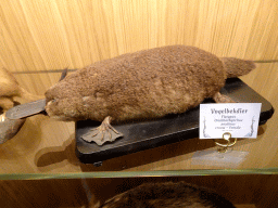 Stuffed Platypus at the Seduction exhibition at the Seventh Floor of the Naturalis Biodiversity Center, with explanation