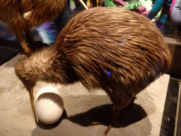 Stuffed Kiwi with egg at the Seduction exhibition at the Seventh Floor of the Naturalis Biodiversity Center