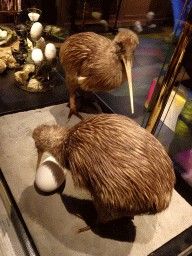 Stuffed Kiwis with eggs at the Seduction exhibition at the Seventh Floor of the Naturalis Biodiversity Center