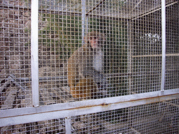 Monkey at Buddhist temple near Lijiang