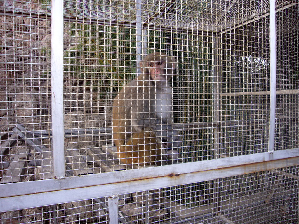 Monkey at Buddhist temple near Lijiang