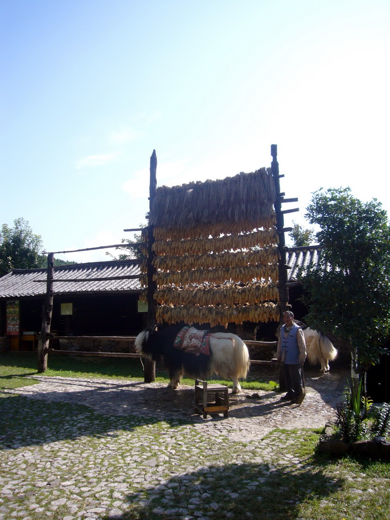 Yak at Jade Water Village