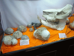 Fossils at Jade Water Village