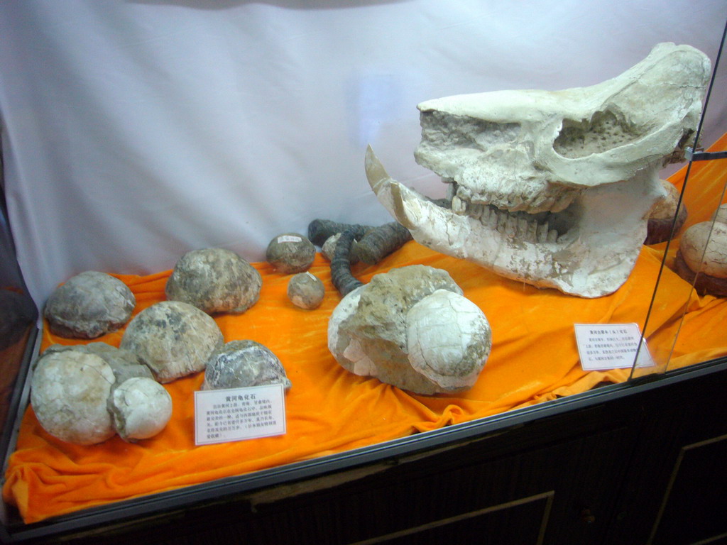 Fossils at Jade Water Village