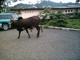 Cow at Limbe Beach