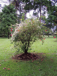 Tree at the Limbe Botanic Garden