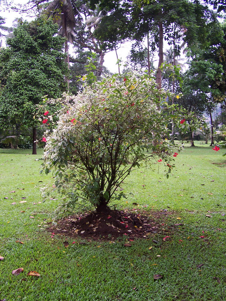 Tree at the Limbe Botanic Garden