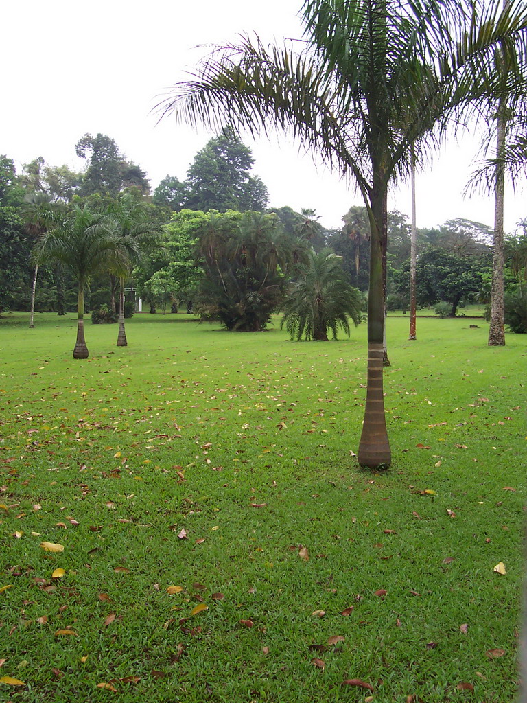 Trees at the Limbe Botanic Garden