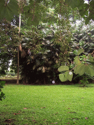 Trees at the Limbe Botanic Garden