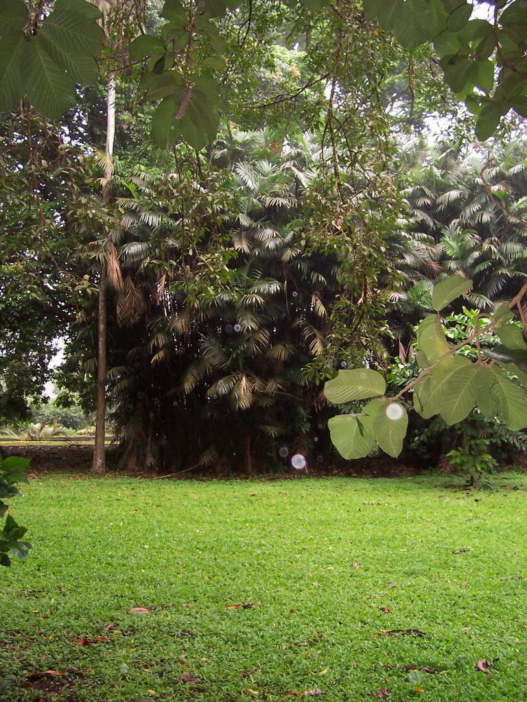 Trees at the Limbe Botanic Garden