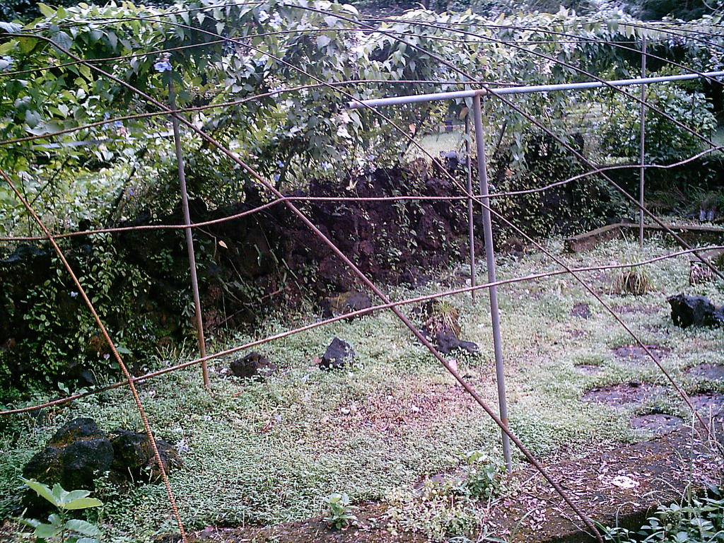 Plants and rocks at the Limbe Botanic Garden