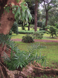 Trees and plants at the Limbe Botanic Garden
