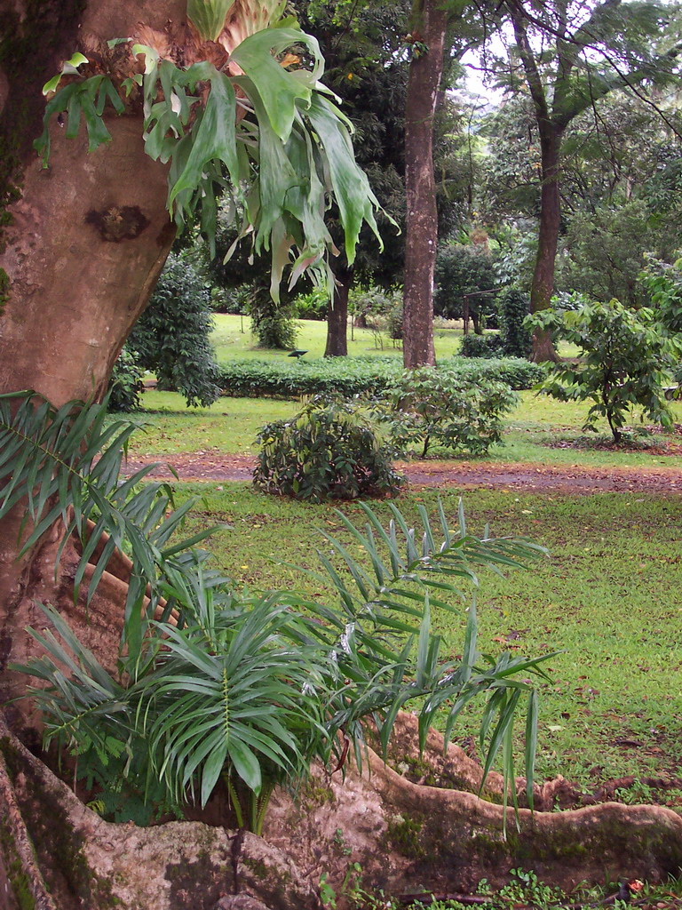 Trees and plants at the Limbe Botanic Garden