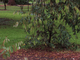 Plant at the Limbe Botanic Garden