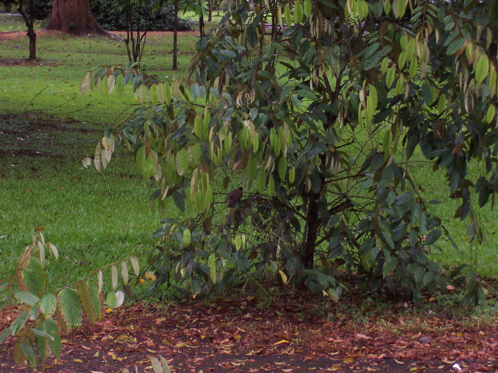 Plant at the Limbe Botanic Garden