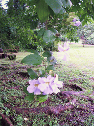 Tree with flowers at the Limbe Botanic Garden