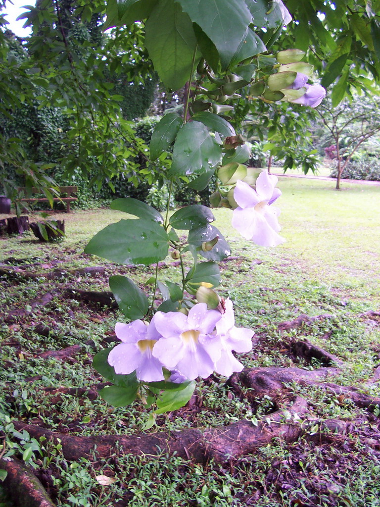 Tree with flowers at the Limbe Botanic Garden