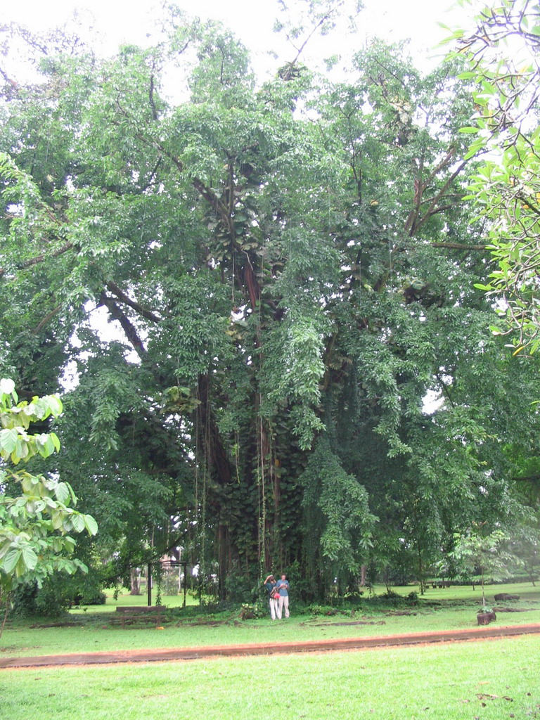 Tim`s friends under a tree at the Limbe Botanic Garden