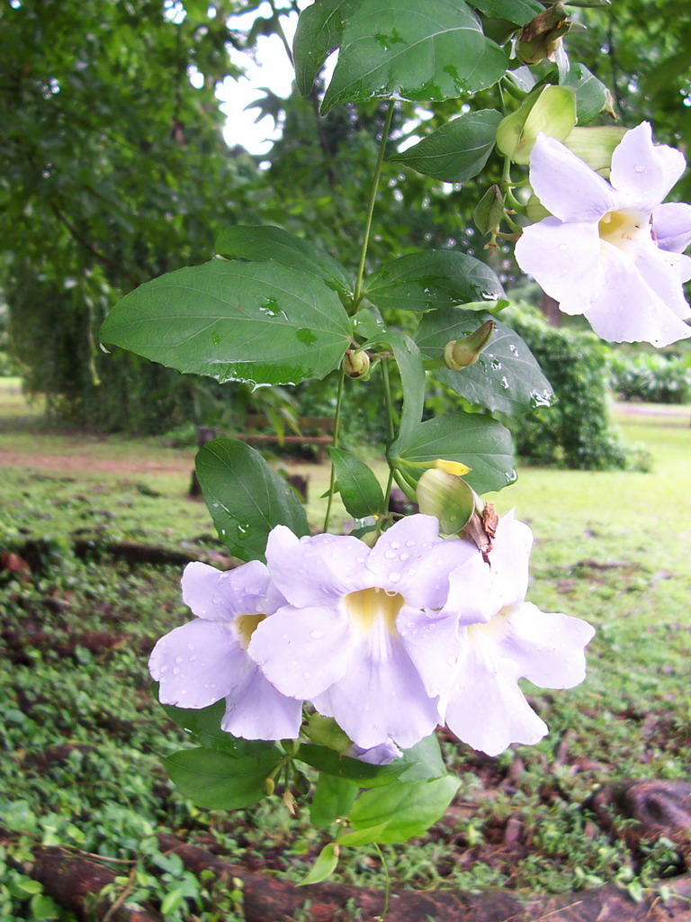 Tree with flowers at the Limbe Botanic Garden