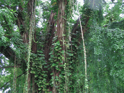 Tree with lianas at the Limbe Botanic Garden