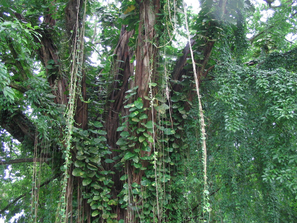 Tree with lianas at the Limbe Botanic Garden