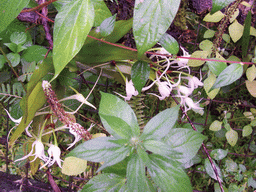 Plant with flowers at the Limbe Botanic Garden