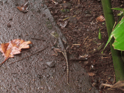 Lizard at the Limbe Botanic Garden