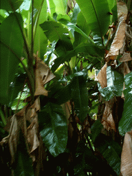 Plant at the Limbe Botanic Garden